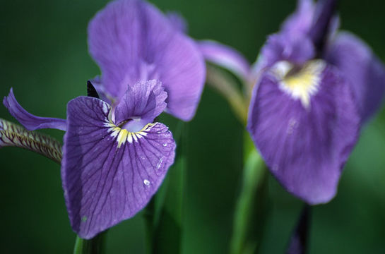 Image of beachhead iris