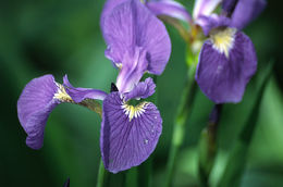 Image of beachhead iris