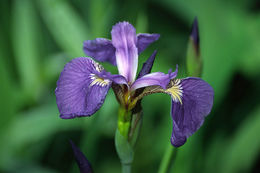 Image of beachhead iris