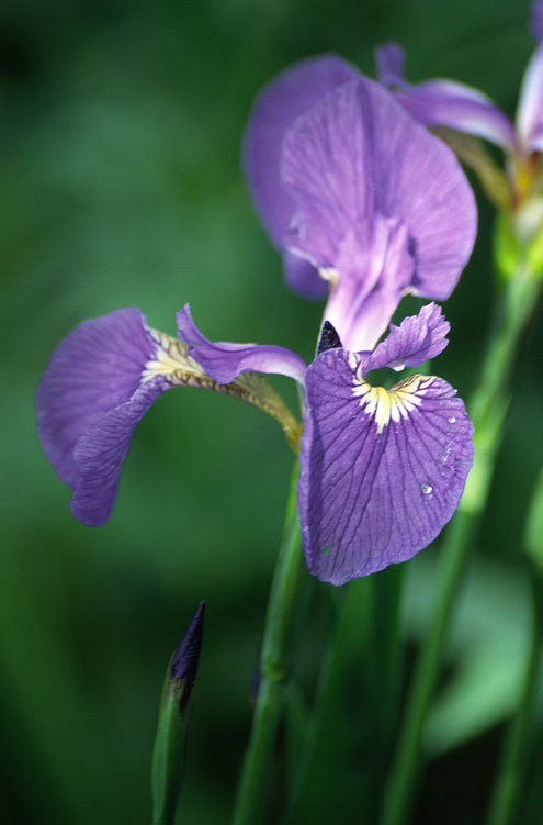 Image of beachhead iris