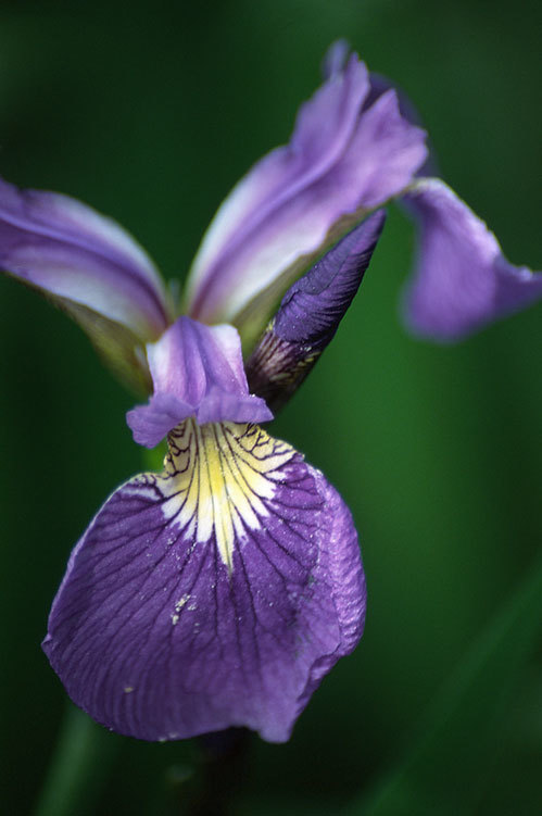 Image of beachhead iris