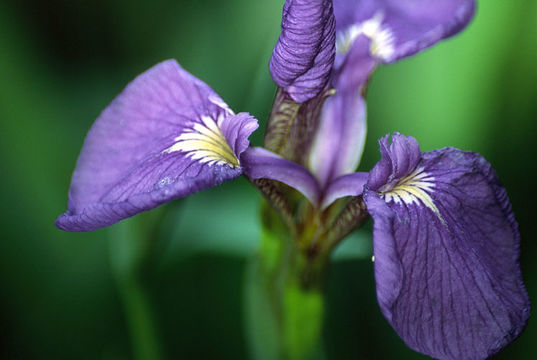 Image of beachhead iris