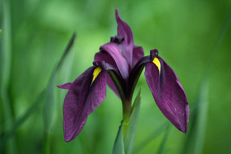 Image of Japanese iris