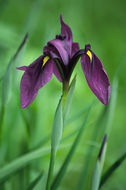 Image of Japanese iris