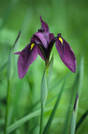 Image of Japanese iris