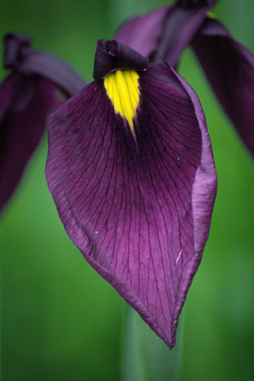 Image of Japanese iris