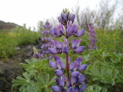 Imagem de Lupinus arboreus Sims