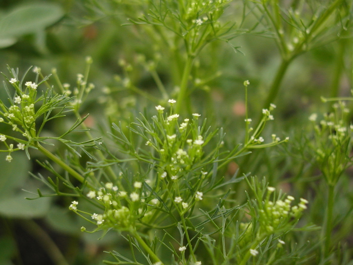 Imagem de Apiastrum angustifolium Nutt.