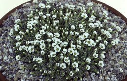 Image of Saxifraga alpigena H. Sm.