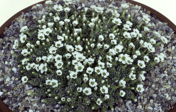 Sivun Saxifraga alpigena H. Sm. kuva