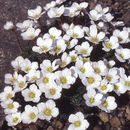Image of <i>Saxifraga burseriana</i> ssp. <i>crenata</i>