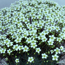 Imagem de Saxifraga caesia L.