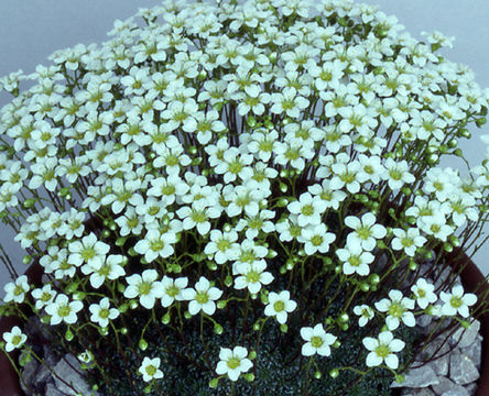 Imagem de Saxifraga caesia L.