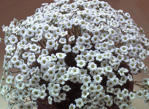 Слика од Saxifraga cebennensis Rouy & Camus