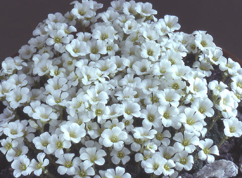 Plancia ëd Saxifraga diapensioides Bellardi