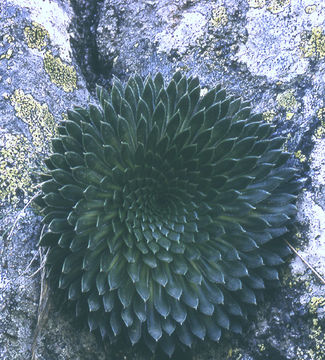 Image of Saxifraga florulenta Moretti