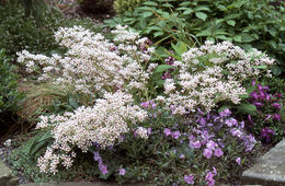 Imagem de Saxifraga cotyledon L.