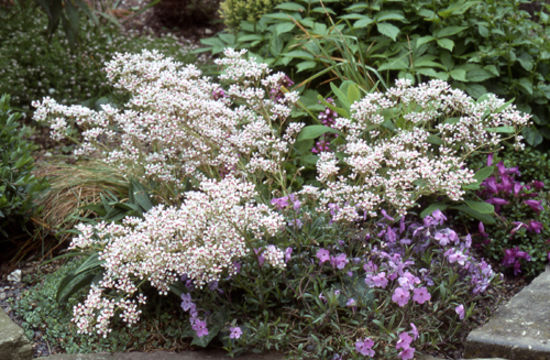 Image de Saxifraga cotyledon L.