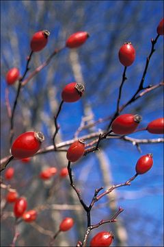 Image of dog rose