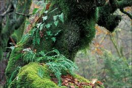 Image de réglisse des bois