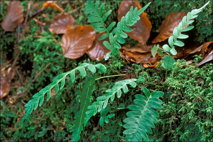 Image de réglisse des bois