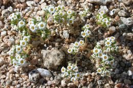 Image of <i>Linanthus maculatus</i>