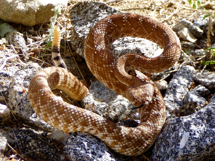 Image of Red Diamond Rattlesnake