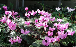 Image of <i>Cyclamen pseudibericum</i>