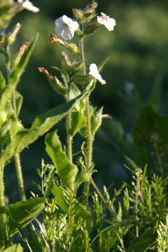 Image of Cleveland's tobacco