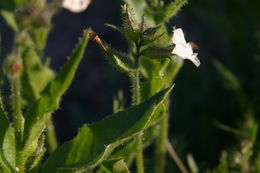 Image of Cleveland's tobacco