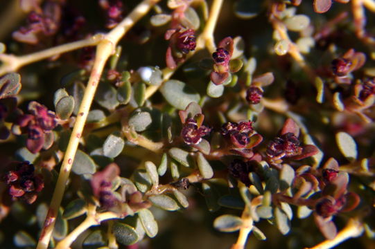 Image of smallseed sandmat