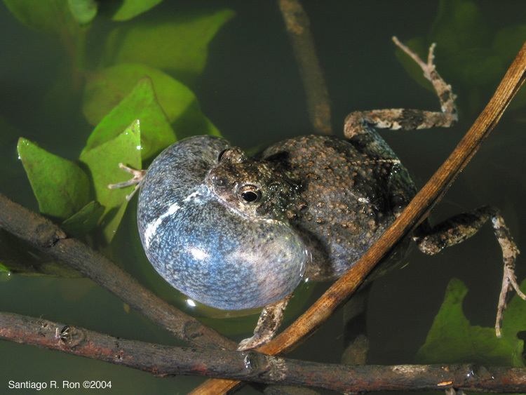 Engystomops pustulosus (Cope 1864)的圖片