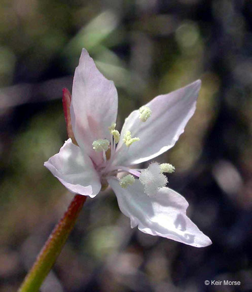 Слика од Clarkia epilobioides (Nutt.) A. Nels. & J. F. Macbr.