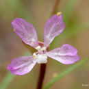 Image of Waltham Creek clarkia