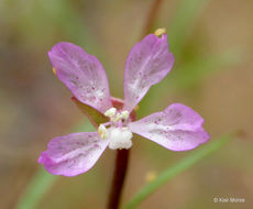 Image of Waltham Creek clarkia