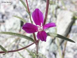 Plancia ëd Clarkia purpurea subsp. quadrivulnera (Dougl.) Lewis & Lewis