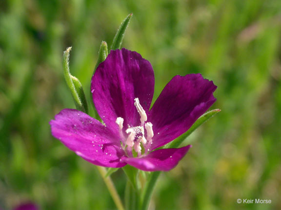 Plancia ëd Clarkia purpurea subsp. quadrivulnera (Dougl.) Lewis & Lewis