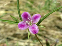 Clarkia purpurea subsp. quadrivulnera (Dougl.) Lewis & Lewis的圖片