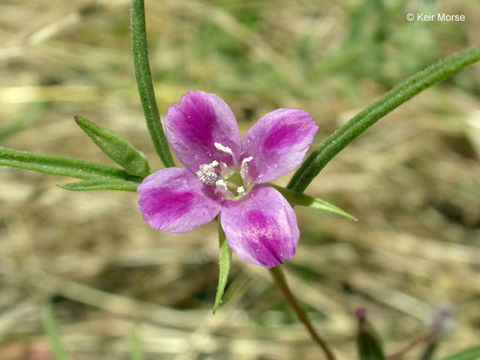 Imagem de Clarkia purpurea subsp. quadrivulnera (Dougl.) Lewis & Lewis