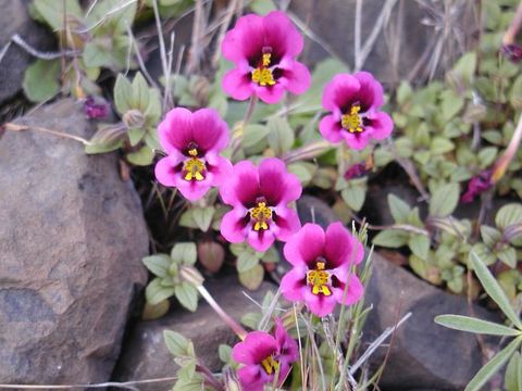 Image of <i>Mimulus kelloggii</i>