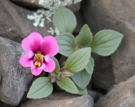 Image of <i>Mimulus kelloggii</i>