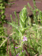 Image of <i>Epilobium densiflorum</i>