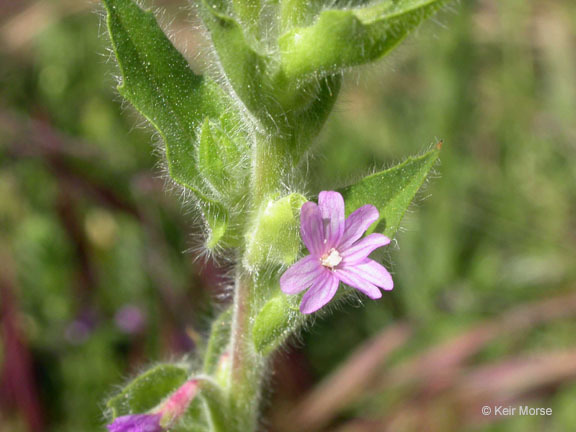 Image of <i>Epilobium densiflorum</i>