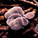 Image of Mesophyllum conchatum