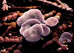 Image of Mesophyllum conchatum