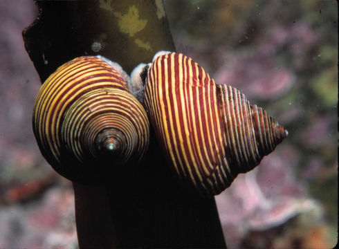 Image of Blue Top Snail