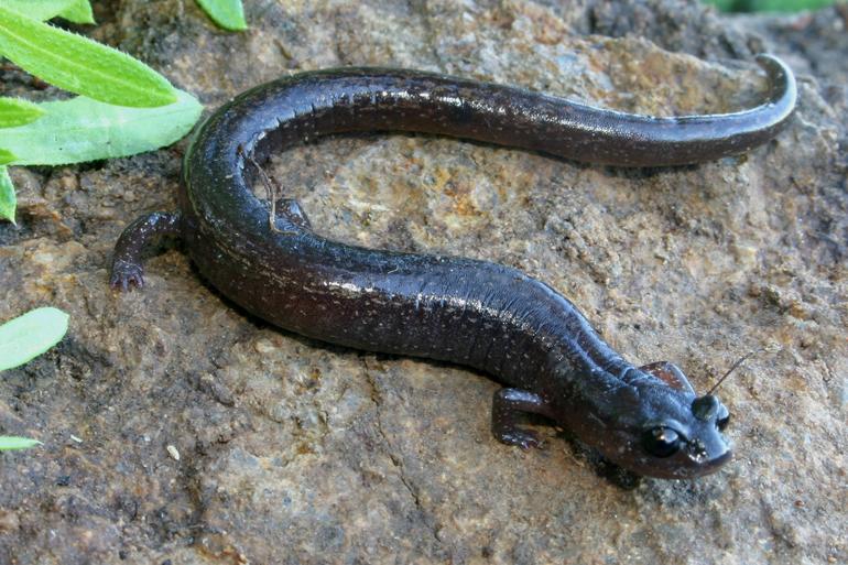 Image of Channel Islands Slender Salamander
