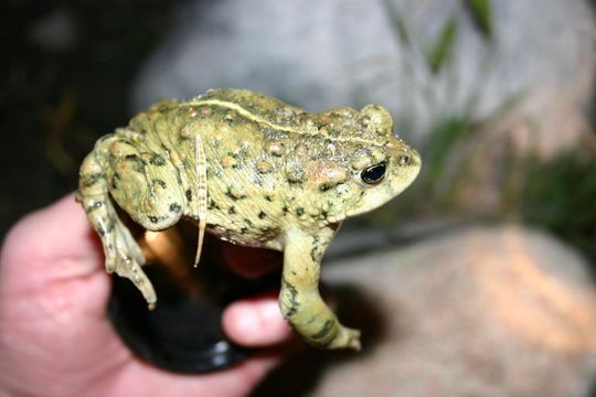 Image of western toad