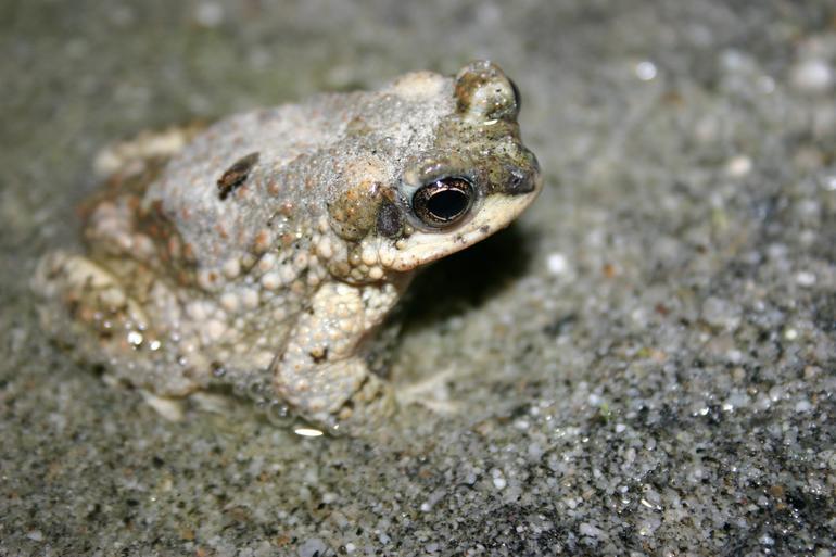 Image of Red-spotted toad