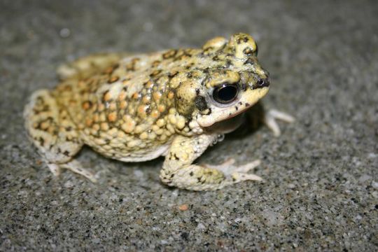 Plancia ëd Anaxyrus punctatus (Baird & Girard 1852)